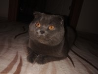 Scottish fold erkek kedimiz