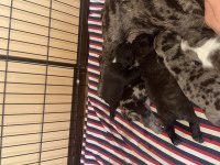2.5 hafta sonra hazır exotic french bulldog 4 adet