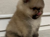Dişi ve erkek pomeranian