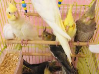 2026 35 GÜNLÜK ÜST KALİTE YENİ YEME DÜŞEN BEBEK KUŞLAR