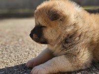Japon akita inu 2 buçuk aylık yavrularımız mevcuttur