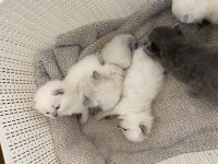 British shorthair kediler vakti gelince sahiplendirilecek
