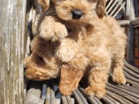 A kalite maltipoo yavrular
