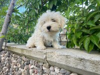4 aylık erkek maltipoo yavrum tam çiş eğimli pede yapıyor