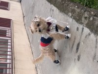 İnsan Canlısı Köpeğimiz Mars