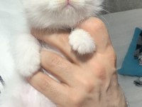 Evden Safkan Scottish Fold Yavrular