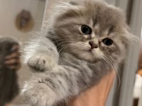 Scottish Fold Kedisi