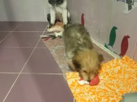 Köpeğimizle ücretsiz iyi bakacak olan ilgilensin lütfen
