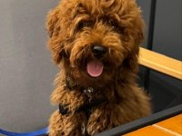 4 Aylık Toy Poodle