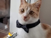 5 YAŞINDA AKILLI BOYLU POSLU KISIR ERKEK KEDİMİZ ÜCRETSİZ