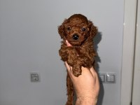 Korkan dark Brown Poodle bebekler