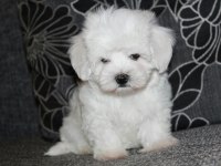 İNANILMAZ GÜZELLİKLER MALTESE TERRİER