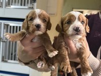 Maltipoo bebek yüzlü tatlılar
