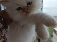 İran persian yavru