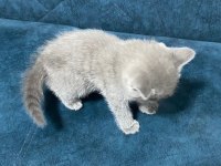 Dünyalar tatlısı british shorthair yavrularımız