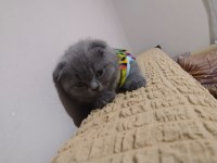 2 aylık scottish fold kedimiz sahiplendirilecek