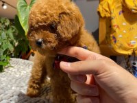 Red Brown - Dark Red- Kızıl Korean Toy Poodle