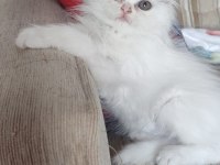 İran cinsi dişi yavru