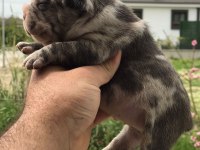 Blue lilac merly erkek ve dişi french bulldog yavrular