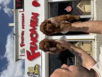 Wc Eğitimli Orjinal Toy Poodle Yavrular Ankara
