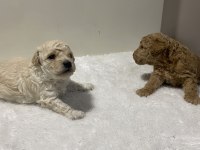 Beyaz renk erkek tam toy poodle yavru