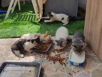 Van kedisi kırması gözleri yeşil mavi anne ve yavrular