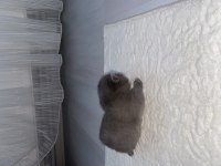 Üç yavru bebek iki erkek ve bir dişi british shorthair