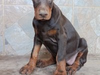A scr üst düzey doberman