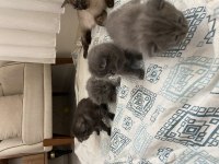 Scottish longhair yavru kedimiz