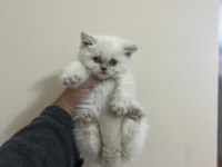 Teslime hazır a kalite bebek british shorthair