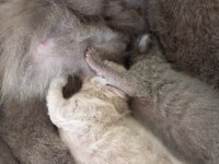Scottish fold anne ve 2 yavrusu komple