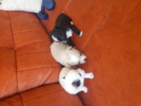 Sahiplendirme chihuahua
