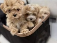 EV ÜRETİMİ MALTİPOO BEBEKLERİMİZ