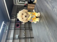 Harika teacup maltipoo yavrularım