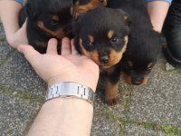 Sağlam Kan Hatlı Rottweiler Yavrular