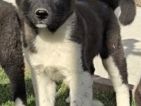 Safkan Amerikan Akita yavrular