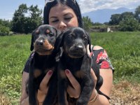 Şecereli king doberman yavrularım