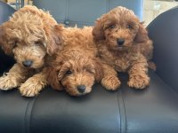 2 AYLIK TOY POODLE YAVRULARIMIZ
