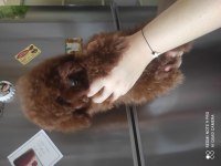 Kızıl Kore Erkek Poodle