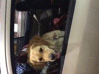 Ücretsiz golden retriever