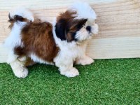 IRK GARANTİLİ SHİH TZU YAVRULARI
