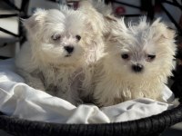 Petmode köpek çiftliğinden kore kan maltese