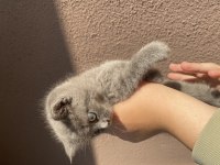 Güzel british shorthair yavrularımız acil