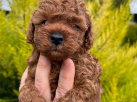 Red Toy Poodle Yavrularım