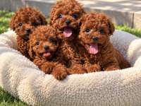 Ailenizin Yeni Üyesi Poodle