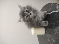 2.5 AYLIK SCOTTİSH STRAIGHT KEDİ SAHİPLENDİRİLECEK