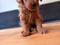 TEACUP TOY POODLE YAVRULAR KG GARANTİLİ