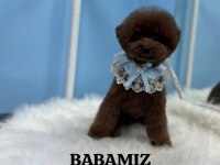 10 Güne Teslim Kore Anne Babadan Safkan KORE Poodle BEBEKLER