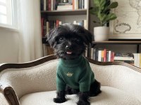 Teacup morkie black