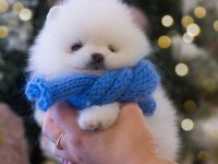 Pomeranian Boo Teddy Bear Ayıcık Surat Yavrularımız